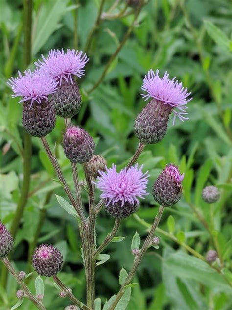 Creeping Thistle Wildflowers Of Southeast Michigan · Inaturalist