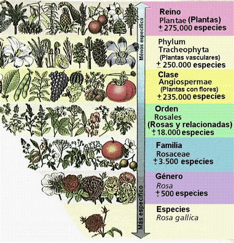 Taxonomia Biologiapptx Plantas Organismos Images