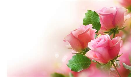 Pink Roses Flower 4k Wallpapers Hình Nền
