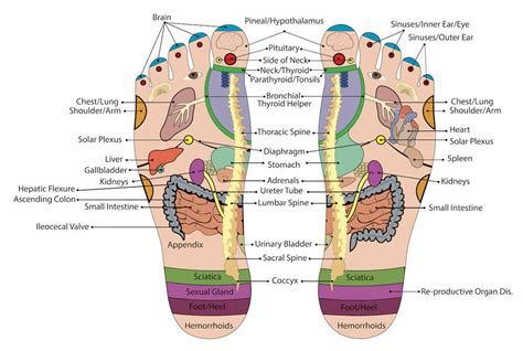Reflexology Points Foot Map