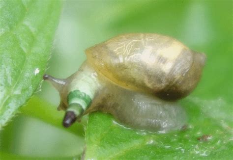 Parasitology Two Different Leucochloridium Infected Snails Different Species Biology