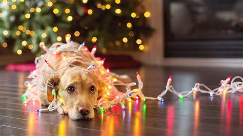 Weihnachten Mit Hund Viele Tipps Für Sichere Feiertage 🎄🎅 Dogs