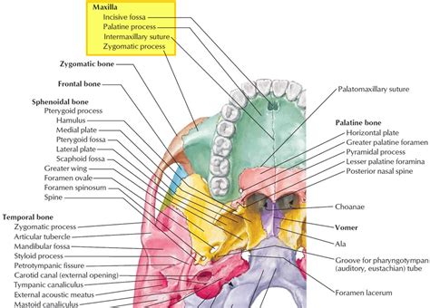 Maxilla Bone Maxilla Anatomy And Maxilla Function