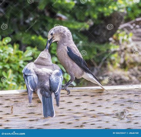 Birds Kissing Stock Image Image Of Love Passerine Beak 56625047