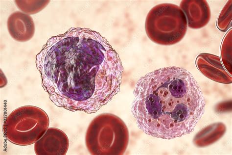 Monocyte Left And Neutrophil Right Surrounded By Red Blood Cells