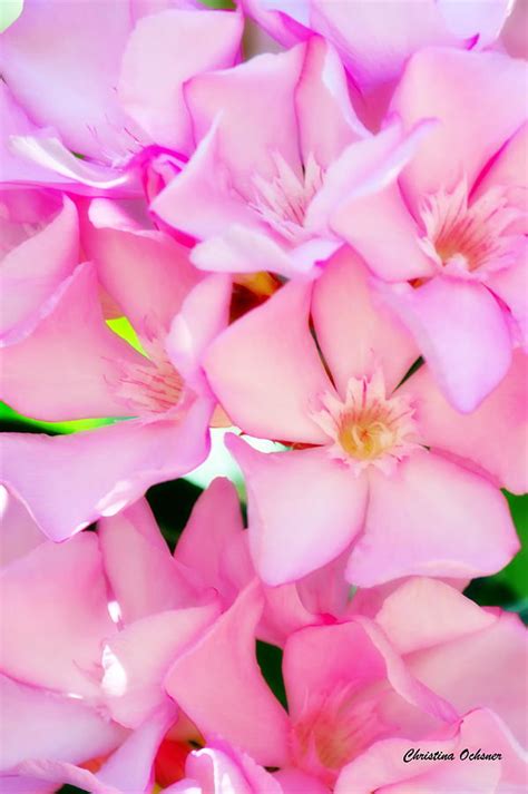 Pink Oleander Photograph By Christina Ochsner Fine Art America
