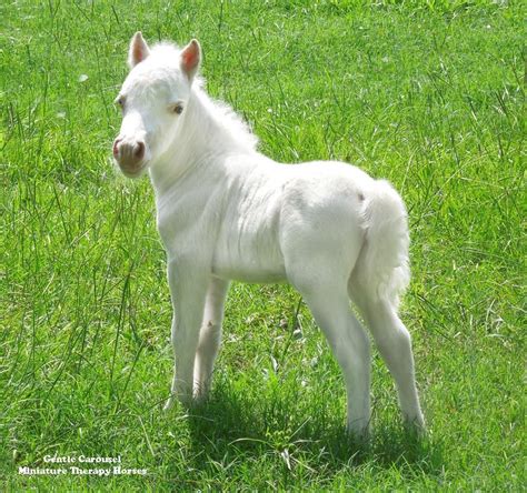 Cute White Miniature Horse Foal Therapy Horses Of Gentle Carousel Our