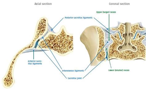 Anatomy And Biomechanics Of The Sacroiliac Joint
