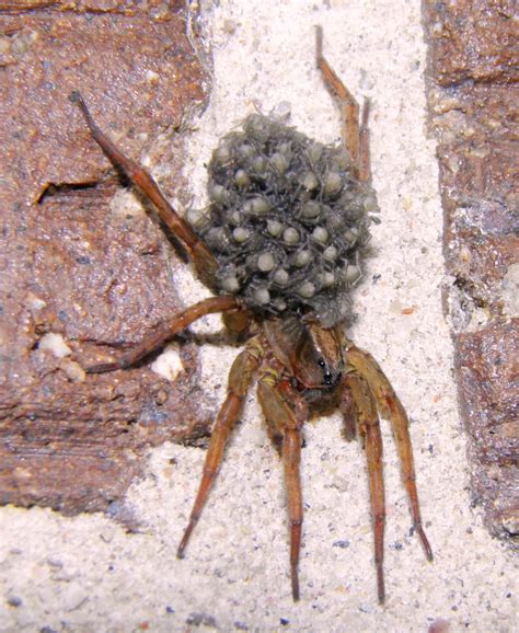 #FeedtheBirds 1: Wolf spider carries 100 babies on her back