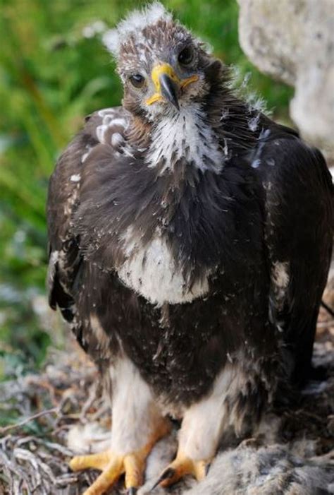 Golden Eagle Chicks Released To Boost South Of Scotland Population