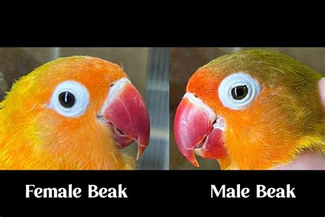 How To Identify Lovebird Gender Featherbudz