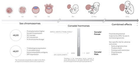 Jcm Free Full Text Sex Differences Are Here To Stay Relevance To Prenatal Care