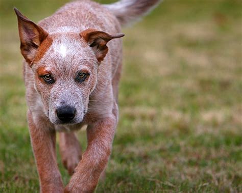 14 Best Queensland Red Heeler Images On Pinterest Cattle Dogs
