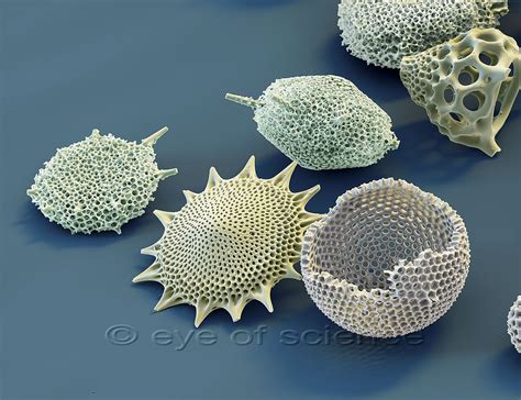 Radiolarians Are Called Unicellular Marine Organisms With A Silicate