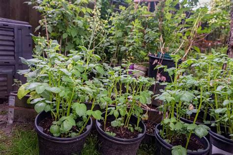 How To Plant And Grow Potatoes In A 5 Gallon Bucket Gardenia Organic