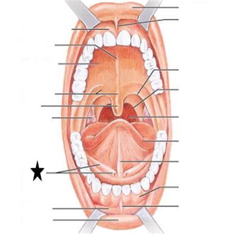 Anatomy Oral Cavity Flashcards Quizlet