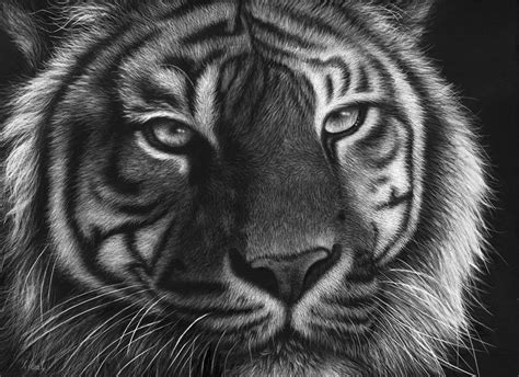 Sumatran Tiger Scratchboard Artwork By Wildlife Artist Karen Neal