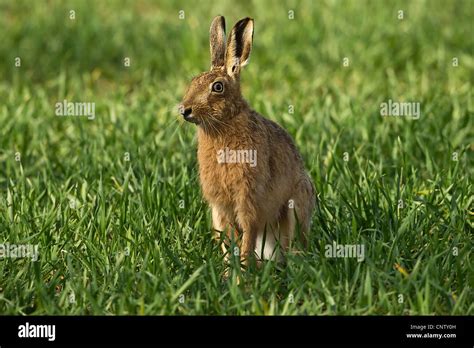 Brown Hare Lepus Europaeus Sitting In A Wheat Field Stock Photo Alamy