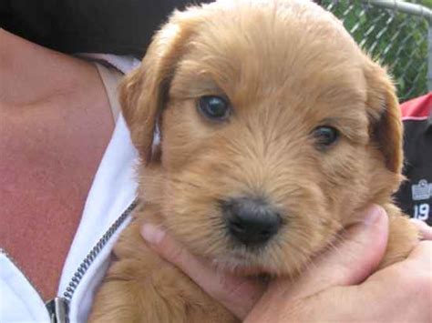 All pups get super dog early puppy stimulus. Flandoodle | Flandoodles - Bouvier des Flandres x Poodle