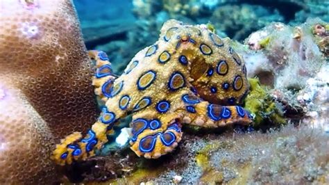 Blue Ringed Octopus Flashing Its Bright Warning Colors