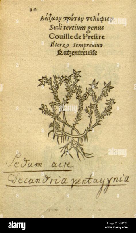Plantarum Effigies Page 20 Bhl81 Stock Photo Alamy