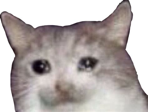 Crying Cat Meme Png Pic Png Mart