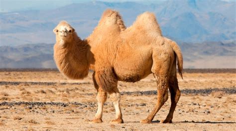 I descubre los animales del desierto capaces de aguantar el calor de la arena. Los animales del desierto más raros del mundo
