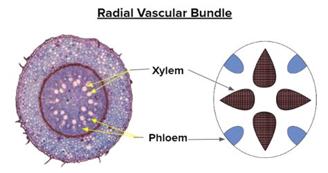 Conjoint And Closed Vascular Bundles With No Phloem Parenchyma Are