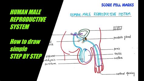 How To Draw Male Reproductive System Easily Stepshow Do Organisms