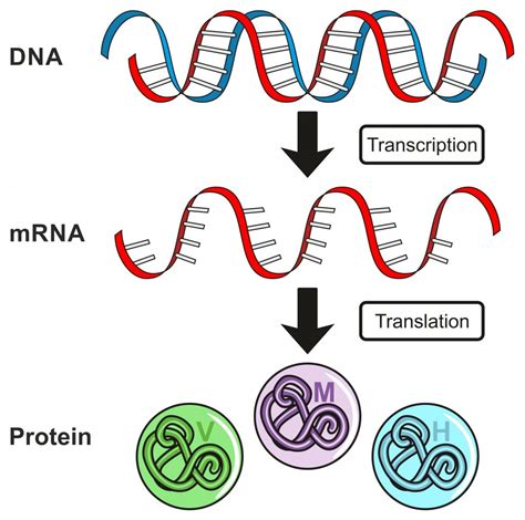 2b1 Protein Synthesis Nature Journals