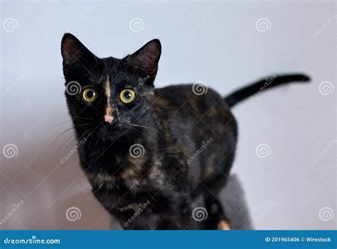 Beautiful Shot Of A Black Cat With Bright Green Eyes Stock Photo