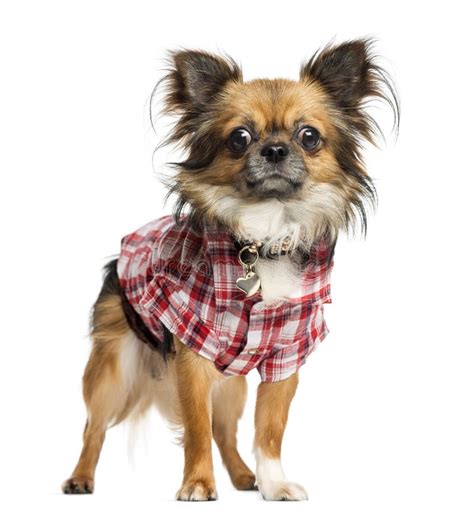 Chihuahua Dressed Up With A Shirt Standing Isolated Stock Photo