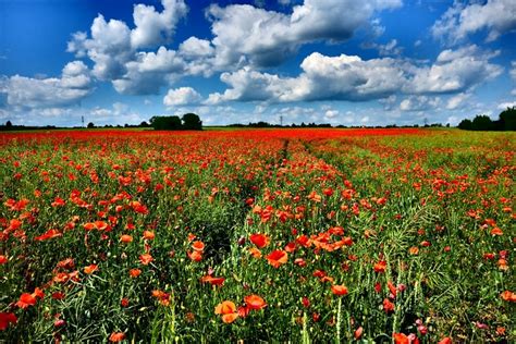 832025 Scenery Fields Poppies Sky Clouds Rare Gallery Hd Wallpapers