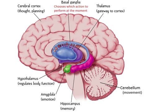 Mengenal Amigdala Bagian Otak Yang Berfungsi Mengatur Emosi Klikdokter