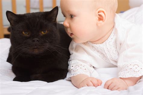 Cats And Babies Aspca