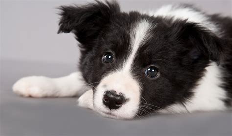 Barbara Obrien Photography News Seven Week Old Border Collie Puppies