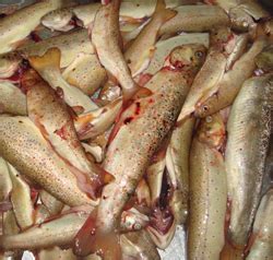 Rüya Tabirleri: Rüyada alabalık temizlemek