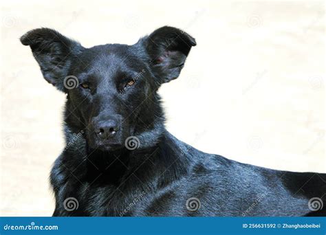 Black Dog Stock Photo Image Of Mammal Close Life 256631592