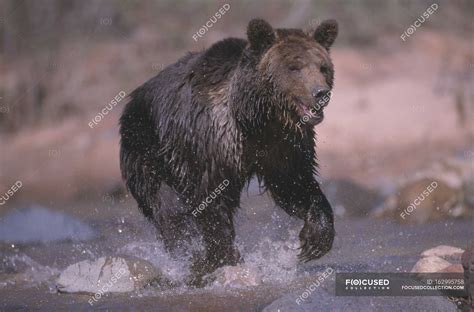 Grizzly Bear Running — View Natural Stock Photo 162995758