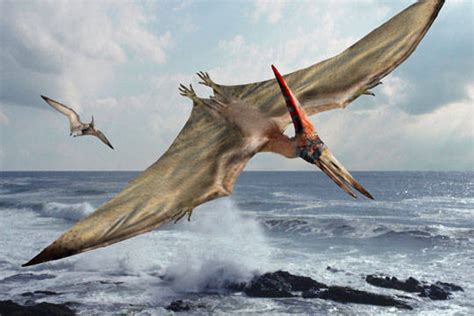Pterosaur And Pterodactyl Facts And Myths Some Interesting Facts