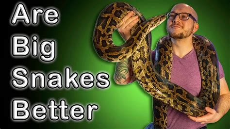 Ball Pythons Vs Burmese Pythons Are Bigger Snakes Actually Better