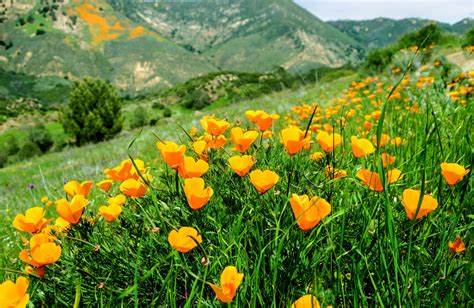 We did not find results for: Don't Miss out on the Best Places to See Wildflowers This ...