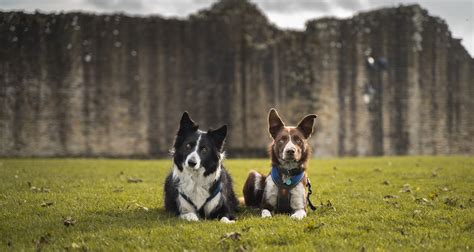 Taking Turns Teach Your Dogs To Wait Their Turn Spiritdog Training