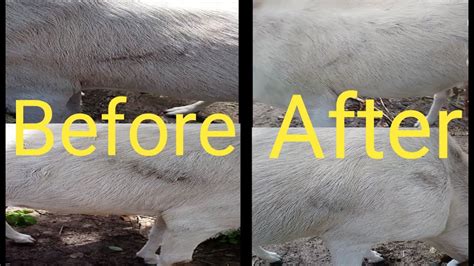 Goat Hair Loss Treatment 💥goat Hair Fall Treatment 💥how Stop Goat