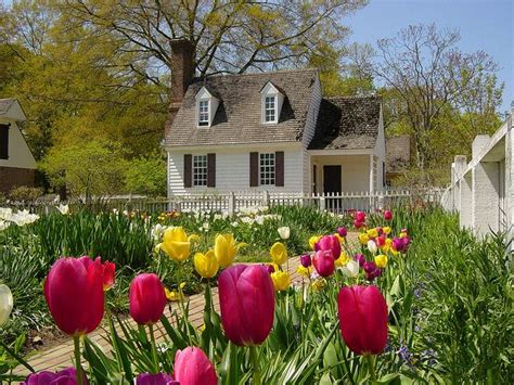 Spring Tulips In Colonial Williamsburg Backyard Sheds Backyard Garden