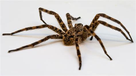 Identification And Treatment Of A Wolf Spider Bite Healdove