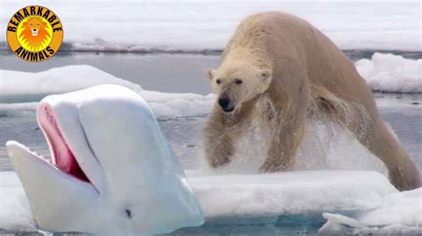 Polar Bear Hunts Beluga Whales Youtube