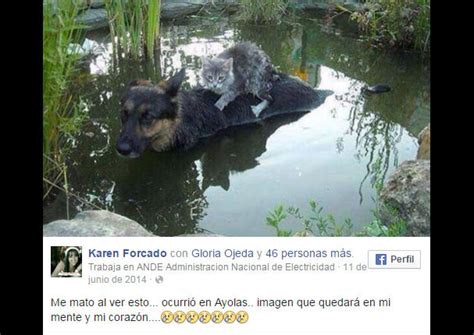 Facebook La Foto De Este Perro Con Un Gato Se Volvió Viral Por Una Tierna Razón