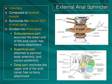 Ppt Anal Canal Anal Triangle And Ischiorectal Fossa Powerpoint