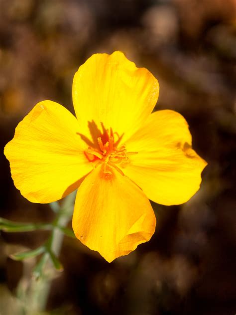 Yellow Wildflower Arizona Tandk Images Fine Art Photography